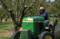 A picture of Tony Cristler mowing the orchards with a tractor. 