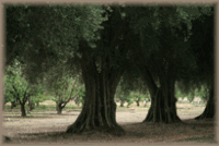 A lane of olive trees with orchards behind them. 