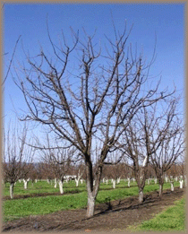 A picture of a French prune tree with no leaves.