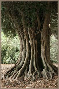 A picture of an Olive Tree along the lane entrance.