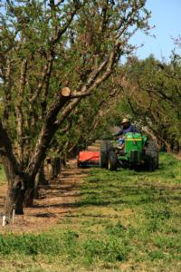 A picture of a tractor on the orchards. 