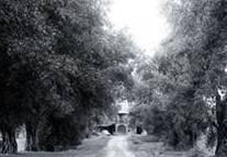 A picture of the Olive Avenue entrance from 1937 with two rows of olive trees. 