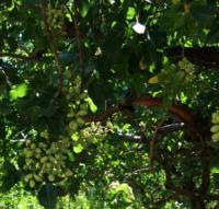 A picture of some pistachios hanging from a tree.