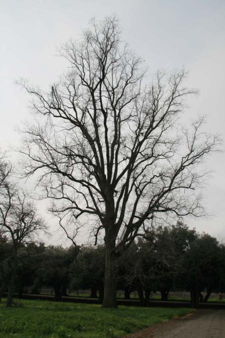 A picture of a pecan tree. 