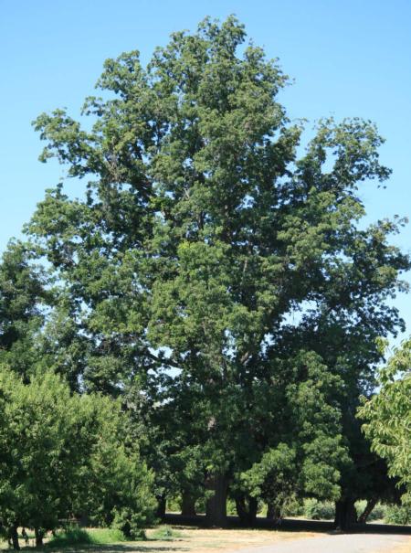 A picture of a pecan tree full of leaves. 