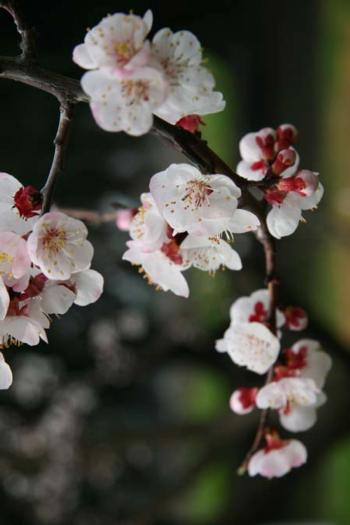 A picture of blossoms in the orchard. 